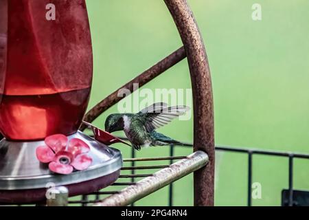 Männlicher Kolibri mit rubinhaltigem Kehlkopf, der an einem Frühlingsabend in Taylors Falls, Minnesota, USA, aus einer Kolibri-Fütterung im Hinterhof trinkt. Stockfoto