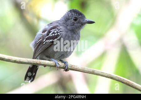 westliche Schieferantike oder Schwarzkronen-Antilopen, Thamnophilus atrinucha, alleinstehender Mann hoch oben auf einem Ast im Regenwald, Costa Rica Stockfoto