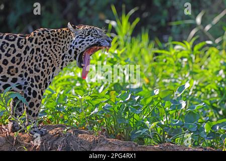 Ein erwachsener Jaguar (Panthera oca) zeigt beim Gähnen seine Zähne an den Ufern des Flusses Cuiaba im Pantanal, Mato Grosso, Brasilien Stockfoto