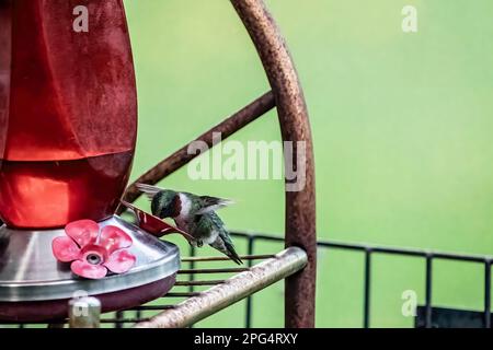 Männlicher Kolibri mit rubinhaltigem Kehlkopf, der an einem Frühlingsabend in Taylors Falls, Minnesota, USA, aus einer Kolibri-Fütterung im Hinterhof trinkt. Stockfoto