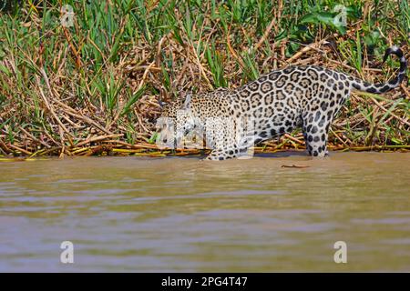 Ein erwachsener Jaguar (Panthera oca) in den flachen Ufern des Flusses Cuiaba in Pantanal, Mato Grosso, Brasilien Stockfoto