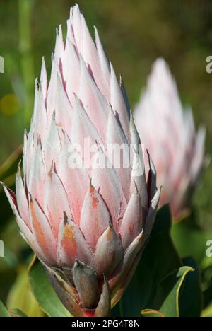 Protea Flowers – Nahaufnahme Stockfoto