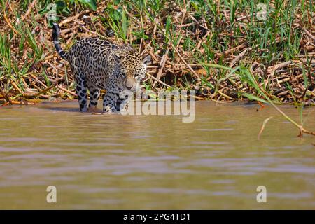 Ein erwachsener Jaguar (Panthera oca) in den flachen Ufern des Flusses Cuiaba in Pantanal, Mato Grosso, Brasilien Stockfoto