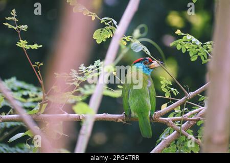 Asiatischer Blaukehlchen-Barbet-Vogel sitzt auf einem Baum Stockfoto