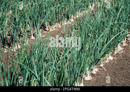 Zwiebeln wachsen in Feld Stockfoto