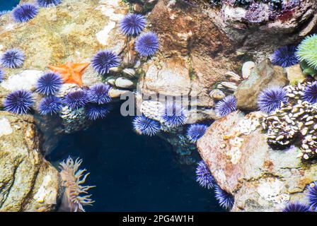 Seeigel in Ausstellung an der California Academy of Sciences Stockfoto