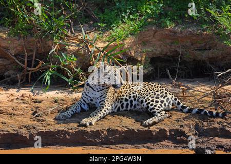 Ein erwachsener Jaguar (Panthera oca), der sich am Cuiaba River im Pantanal, Mato Grosso, Brasilien, entspannt Stockfoto