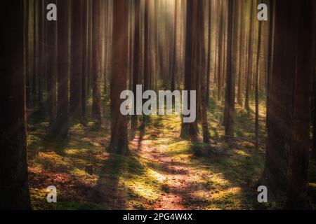 Abstrakte Waldlandschaft Stockfoto