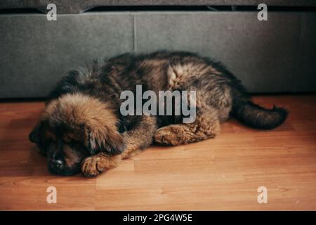 Roter tibetischer Mastiff-Welpe im neuen Zuhause. Stockfoto