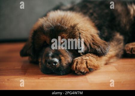 Roter tibetischer Mastiff-Welpe im neuen Zuhause. Stockfoto