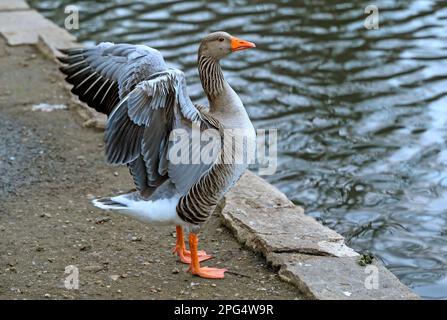 Grylag-Gans, die ihre Flügel ausbreitet. Der Vogel steht am Rand eines Sees. Greylag Goose (Anser anser) in Beckenham, Kent, Großbritannien. Stockfoto