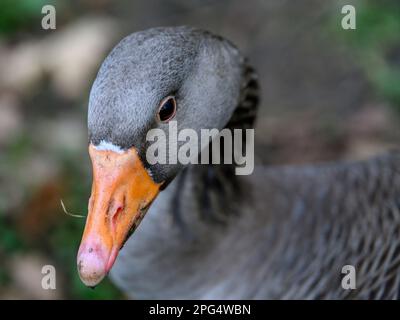 Greylag-Gans sieht nach links aus. Nahaufnahme des grauen Kopfes des Vogels mit orangefarbenem Schnabel. Greylag Goose (Anser anser) in Beckenham, Kent, Großbritannien. Stockfoto