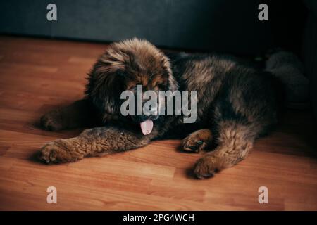 Roter tibetischer Mastiff-Welpe im neuen Zuhause. Stockfoto