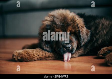 Roter tibetischer Mastiff-Welpe im neuen Zuhause. Stockfoto