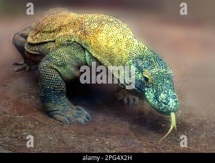 Erwachsener komodo-Drache Stockfoto