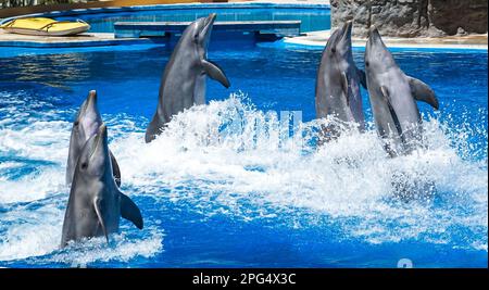 Delfine spielen im Pool Stockfoto