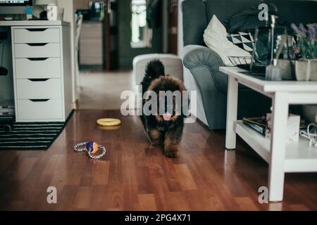 Roter tibetischer Mastiff-Welpe im neuen Zuhause. Stockfoto