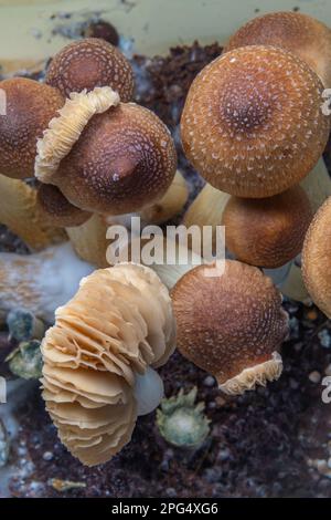 Mexikanische gesunde Psilocybe-Pilze in feuchter Plastikbox auf heißem Brett Stockfoto