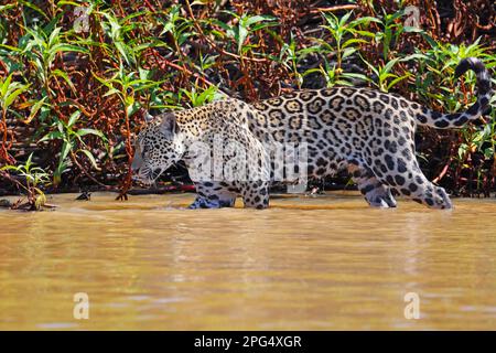 Ein erwachsener Jaguar (Panthera oca) in den flachen Ufern des Flusses Cuiaba in Pantanal, Mato Grosso, Brasilien Stockfoto