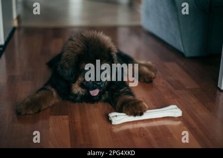 Roter tibetischer Mastiff-Welpe im neuen Zuhause. Stockfoto