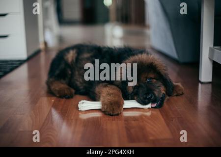 Roter tibetischer Mastiff-Welpe im neuen Zuhause. Stockfoto