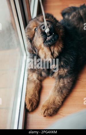 Roter tibetischer Mastiff-Welpe im neuen Zuhause. Stockfoto