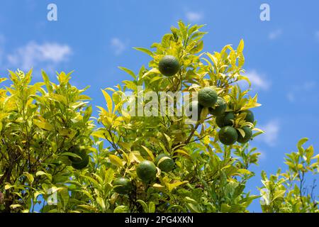 Unreife Zitronen auf dem Baum Stockfoto