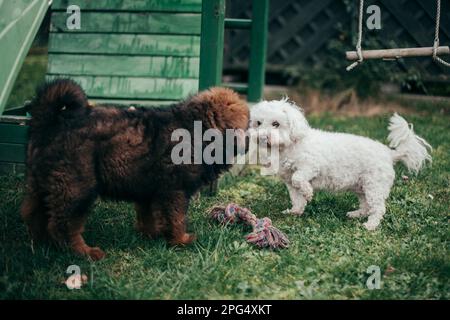 Roter tibetischer Mastiff Welpe und erwachsener Malteser, der im Garten spielt. Stockfoto