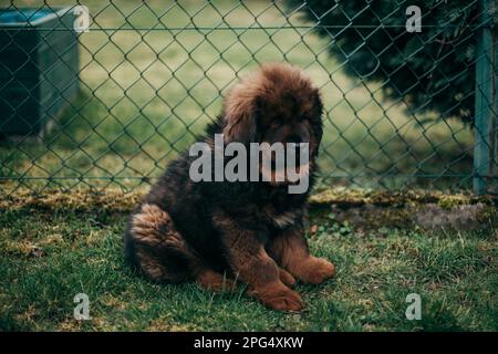 Roter tibetischer Mastiff Welpe und erwachsener Malteser, der im Garten spielt. Stockfoto