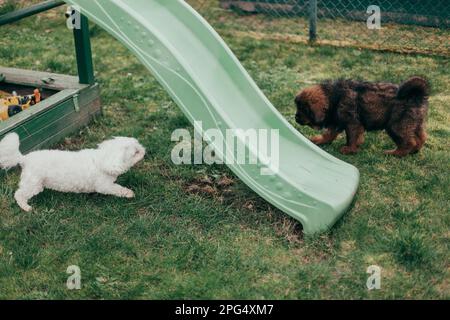 Roter tibetischer Mastiff Welpe und erwachsener Malteser, der im Garten spielt. Stockfoto