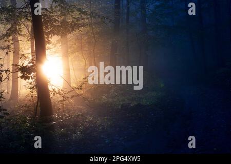 Die Morgensonne scheint durch die Zweige in einen dunklen Wald mit Nebel. Stockfoto