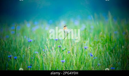 Whinchat Saxicola rubetra weiblich auf Gras sitzend, das beste Foto. Stockfoto