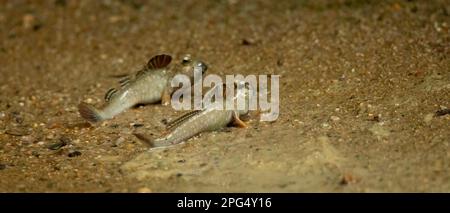 Periophthalmus barbarus krabbelt über Sand und Schlamm und hofft auf einen Partner, das beste Foto. Stockfoto