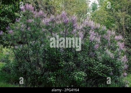 Ein wunderschöner lilafarbener Busch in voller Blüte an einem Frühlingsabend in Taylors Falls, Minnesota, USA. Stockfoto