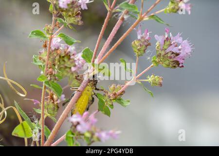 Gewöhnliche Buschgrille ( Pholidoptera griseoaptera ) von unten mit gelbem Bauch auf einer Pflanze Stockfoto