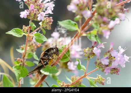 Gewöhnliche Buschkrille ( Pholidoptera griseoaptera ) auf einer Pflanze Stockfoto