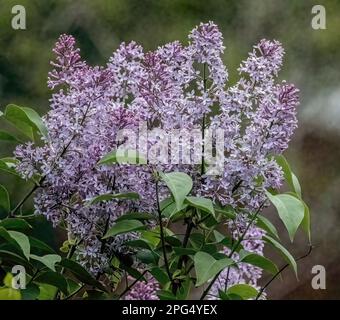 An einem Frühlingsabend in Taylors Falls, Minnesota, USA, blühen lila Blüten. Stockfoto