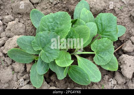 Junge Setzlinge von Zucchini wachsen auf offenem organischem Boden Stockfoto