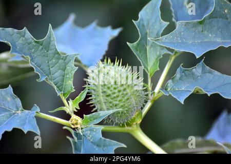 In der Wildnis wächst eine giftige Heilpflanze - Datura stramonium Stockfoto