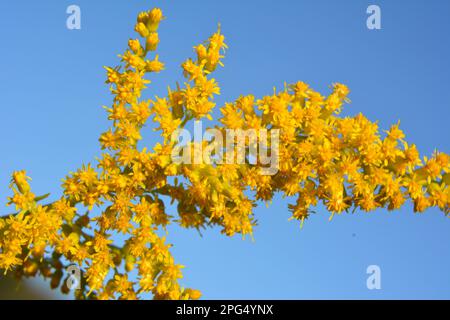 Solidago canadensis blüht im Spätsommer wild in der Natur Stockfoto