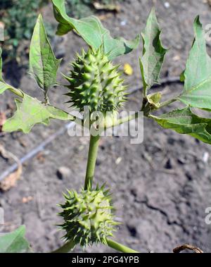 In der Wildnis wächst eine giftige Heilpflanze - Datura stramonium Stockfoto