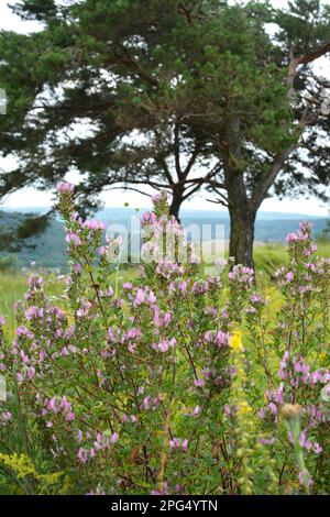 Ononis spinosa wächst in freier Wildbahn Stockfoto