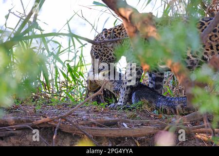 Ein erwachsener Jaguar (Panthera oca) mit einem kürzlich getöteten Yacare Caiman (Caiman Yacare) am Cuiaba River im Pantanal, Mato Grosso, Brasilien Stockfoto