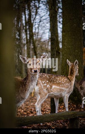 Zwei Hirsche im Wald beobachten Stockfoto