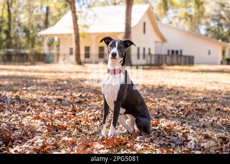 Schwarz-weißer Whippet Hund draußen in Herbstlaub. Stockfoto