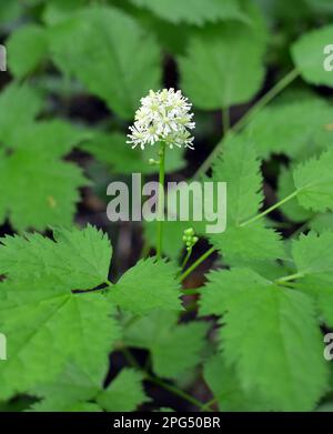 Mehrjährige, seltene, giftige Pflanze Actaea spicata wächst in der Wildnis in den Wäldern Stockfoto