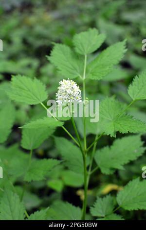 Mehrjährige, seltene, giftige Pflanze Actaea spicata wächst in der Wildnis in den Wäldern Stockfoto