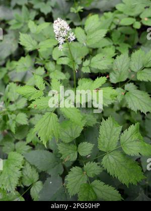 Mehrjährige, seltene, giftige Pflanze Actaea spicata wächst in der Wildnis in den Wäldern Stockfoto