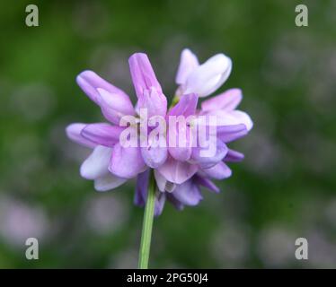 In der Natur wächst die Securigera Varia in Wildgräsern Stockfoto