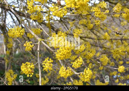 Im Frühling ist Cornel echt (Cornus Mas) blüht in der Wildnis Stockfoto